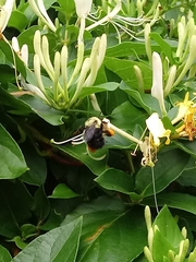 Bombus bimaculatus