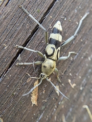 Chlorophorus signaticollis