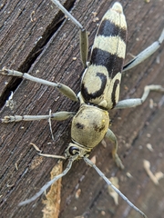 Chlorophorus signaticollis