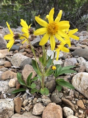 Arnica griscomii