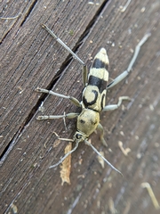 Chlorophorus signaticollis