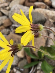 Arnica griscomii