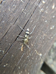 Chlorophorus signaticollis