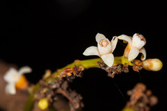 Didymocheton macrostachyus