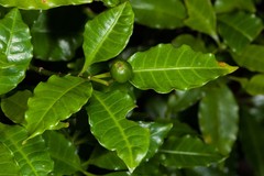 Eumachia