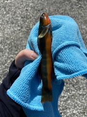 Percina aurantiaca