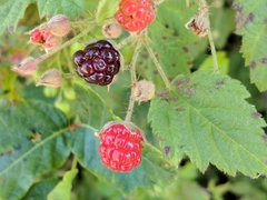 Rubus ursinus macropetalus