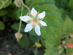 Rubus ursinus macropetalus