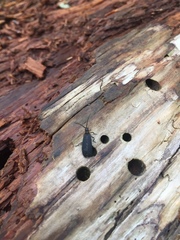 Acoloithus falsarius