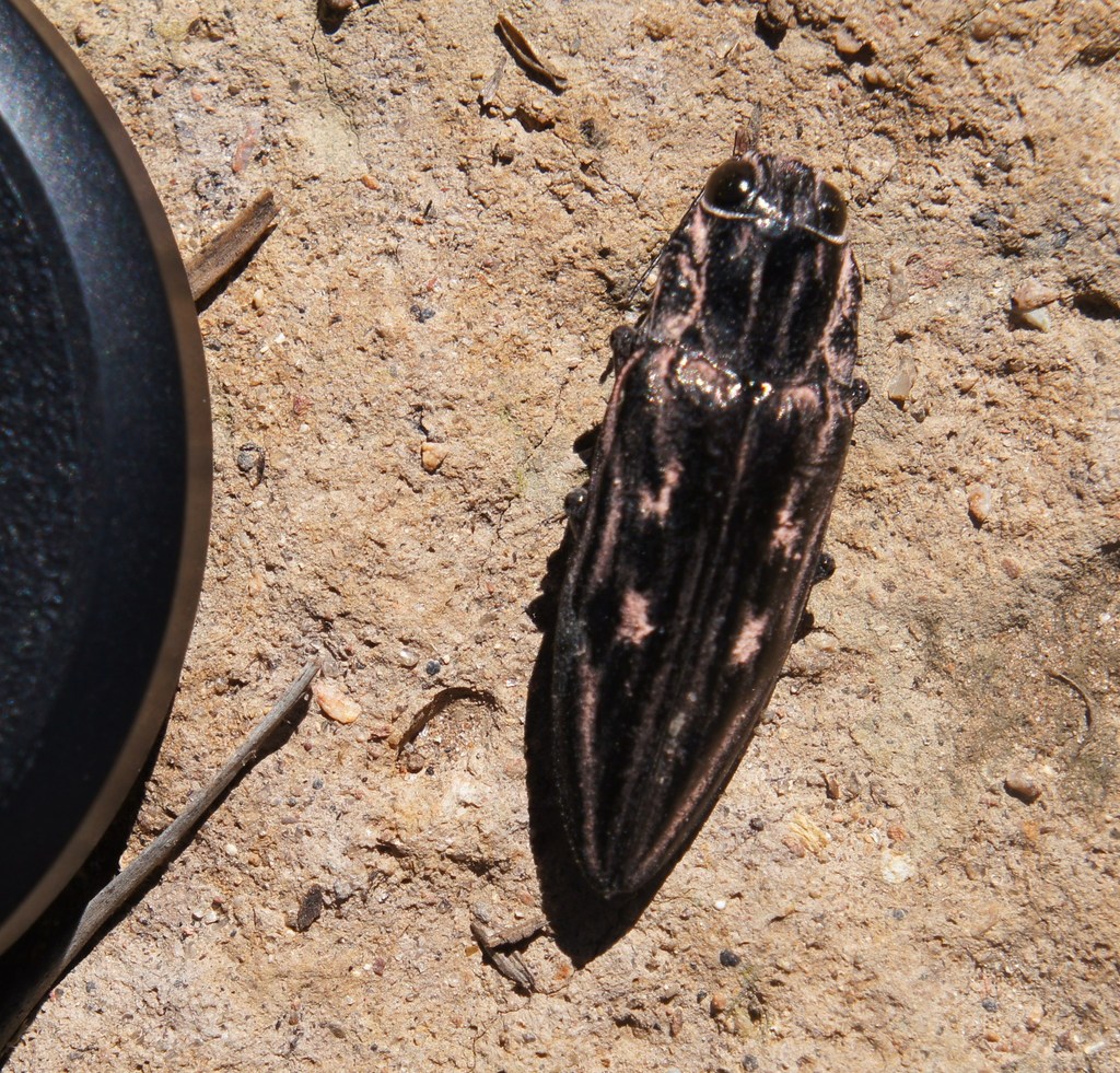 Chrysochroini