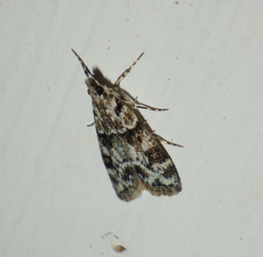 Eudonia delunella