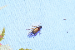 Dichelonyx subvittata