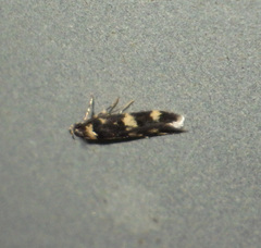 Oegoconia deauratella