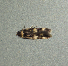 Oegoconia deauratella