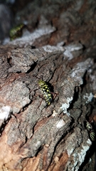 Placosternus difficilis