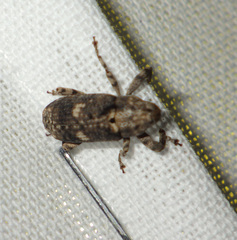 Gasterocercus depressirostris