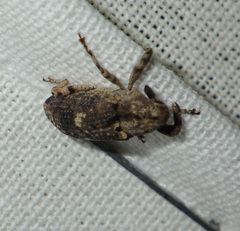 Gasterocercus depressirostris