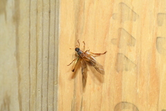 Dichelonyx subvittata