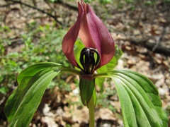 Trillium recurvatum