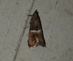 Elegia similella