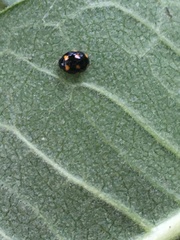 Brachiacantha ursina