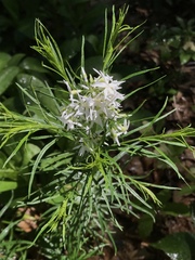 Amsonia ciliata