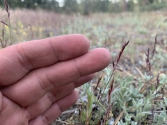 Festuca microstachys