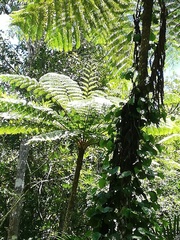 Sphaeropteris intermedia