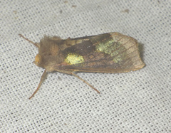 Diachrysia chrysitis