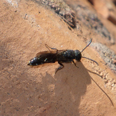 Sapygina decemguttata