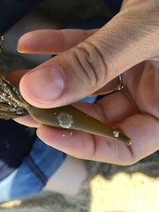 Membranipora membranacea