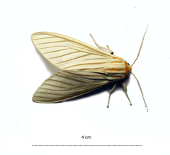 Munona iridescens
