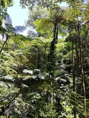 Sphaeropteris intermedia