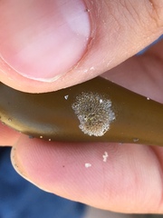 Membranipora membranacea