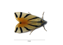 Dichogama prognealis