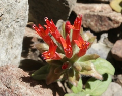 Monardella macrantha hallii