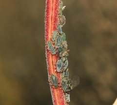 Aphis epilobii