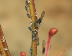 Aphis epilobii