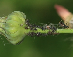 Uroleucon sonchi