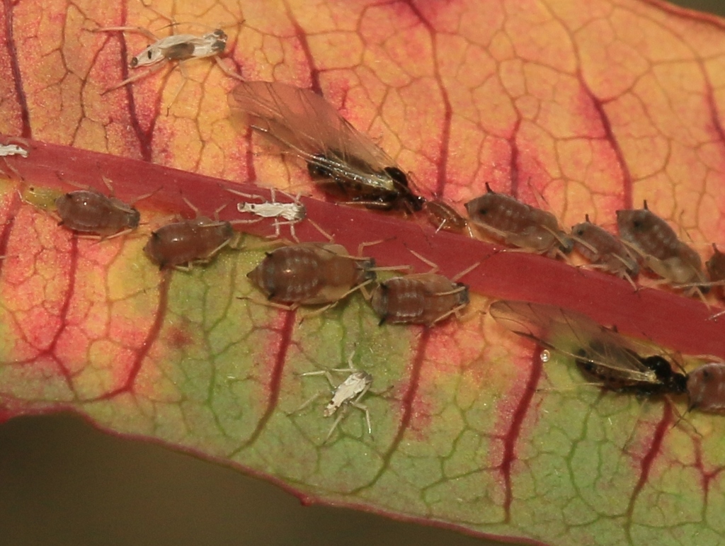 Aphis salicariae