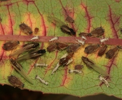 Aphis salicariae