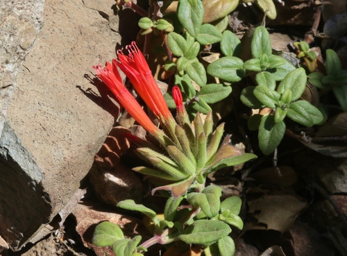 Monardella macrantha ssp. hallii