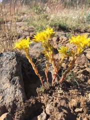 Sedum lanceolatum lanceolatum
