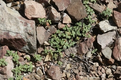 Monardella macrantha hallii