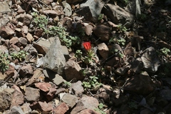 Monardella macrantha hallii