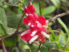 Cavendishia bracteata