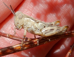 Melanoplus bowditchi