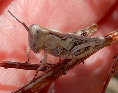 Melanoplus bowditchi