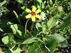 Berlandiera lyrata