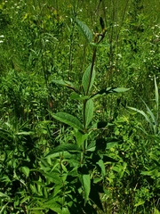 Veronicastrum virginicum